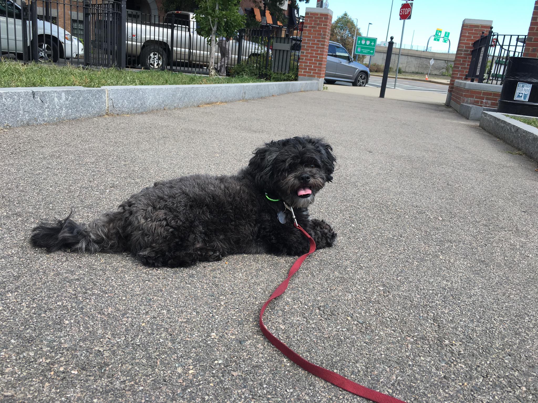 dog training boston urban hound