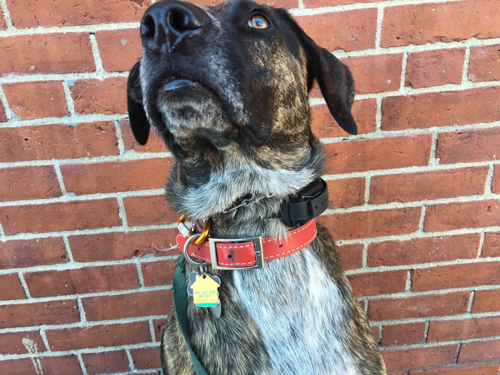dog training boston urban hound