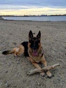 dog daycare boston urban hound