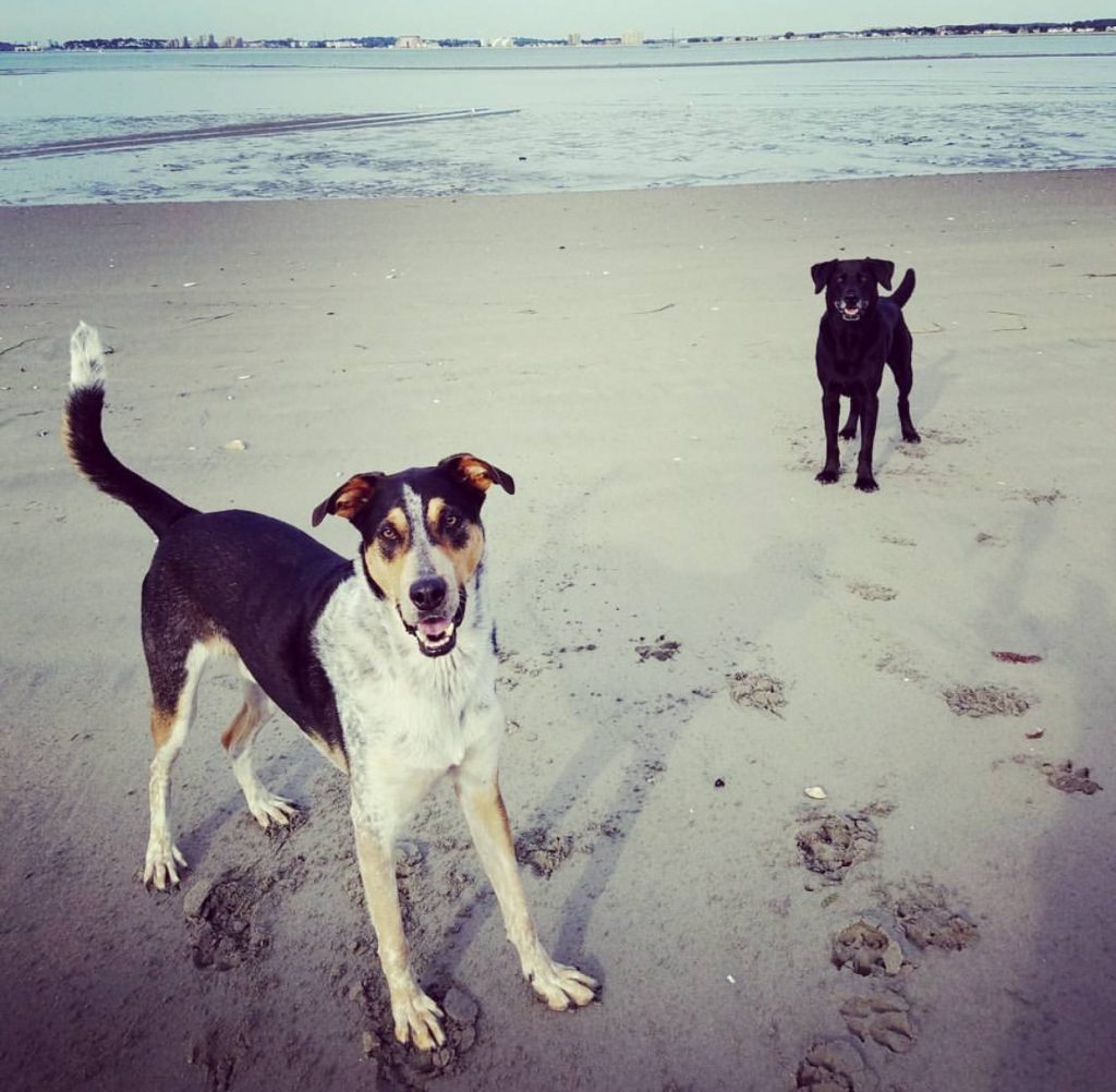 dog daycare boston urban hound