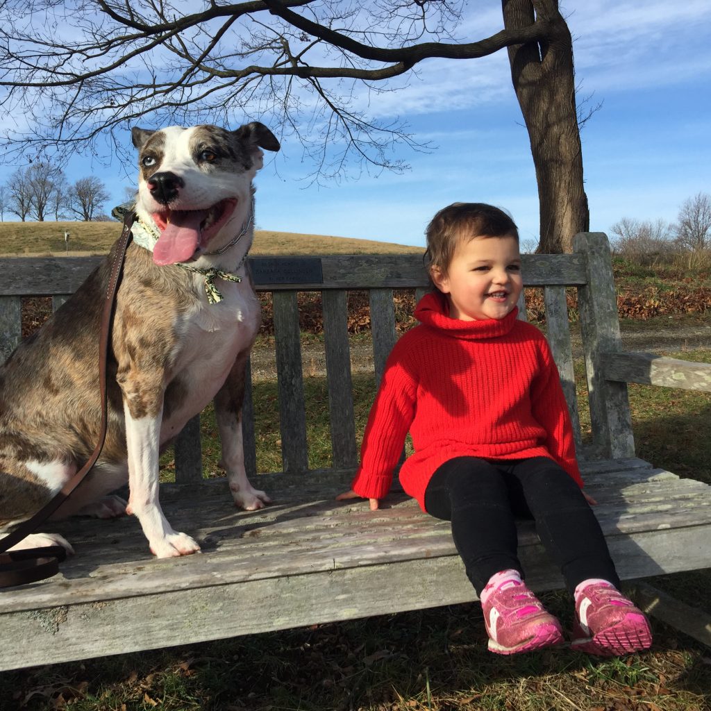 dog training, urban hound, boston, dog daycare