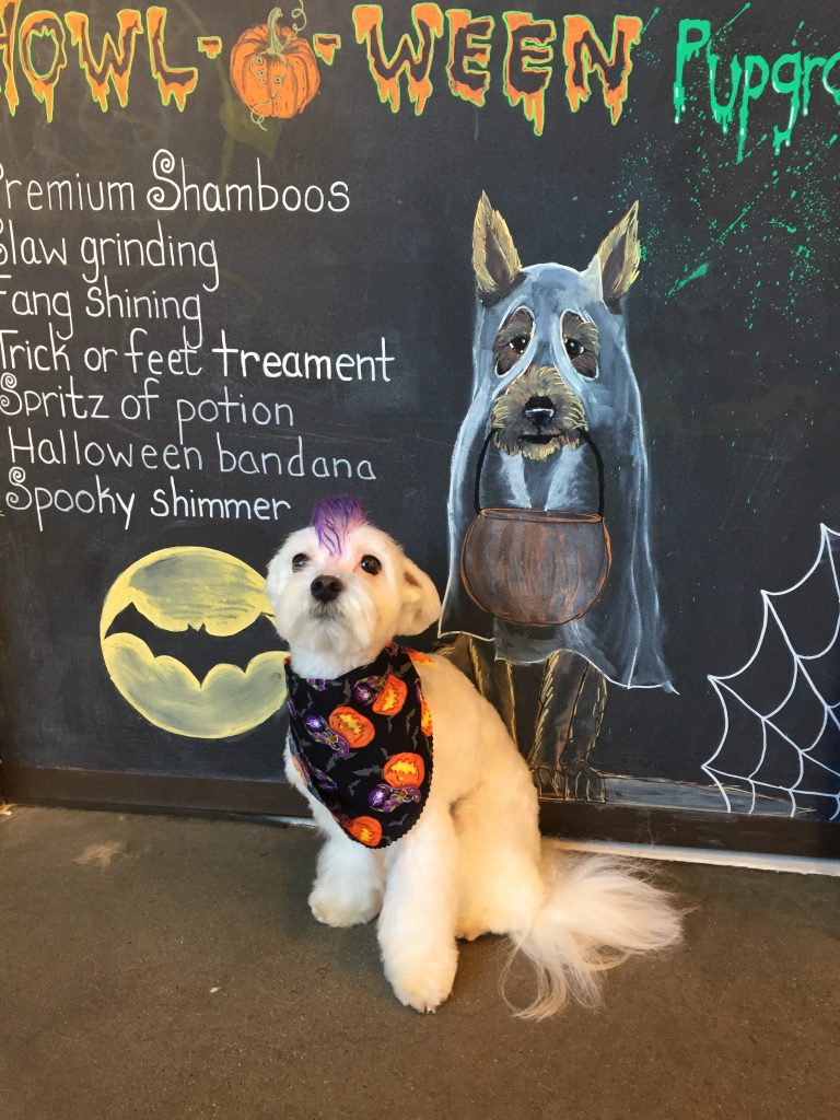 dog grooming boston urban hound