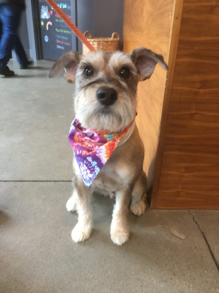 dog grooming boston urban hound