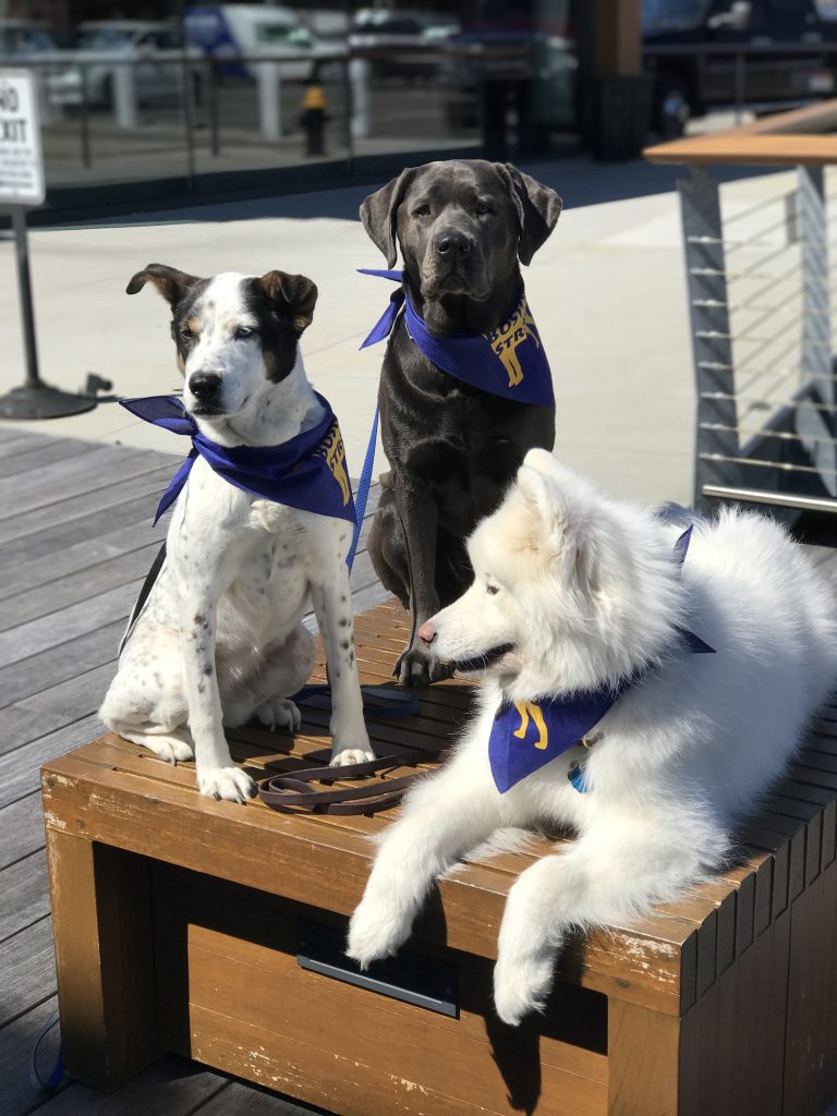 dog walking boston seaport urban hound training