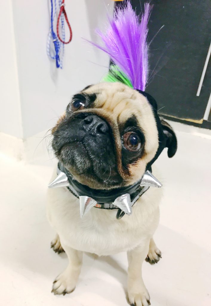 dog daycare boston urban hound