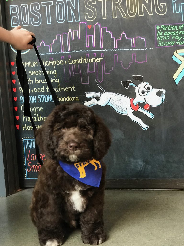urban hound dog grooming boston