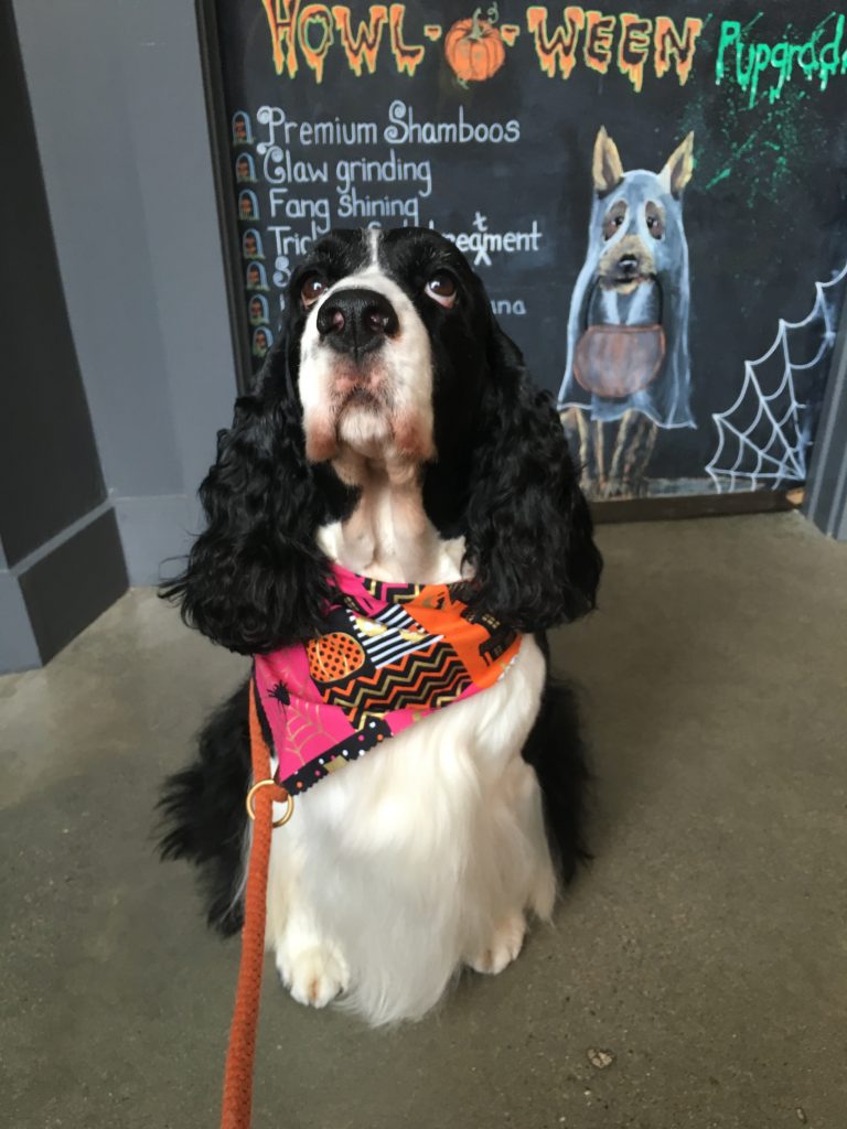 dog grooming boston urban hound