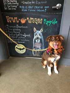 boston dog grooming urban hound