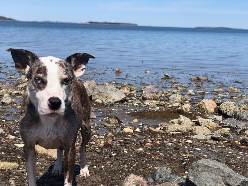 dog grooming off leash