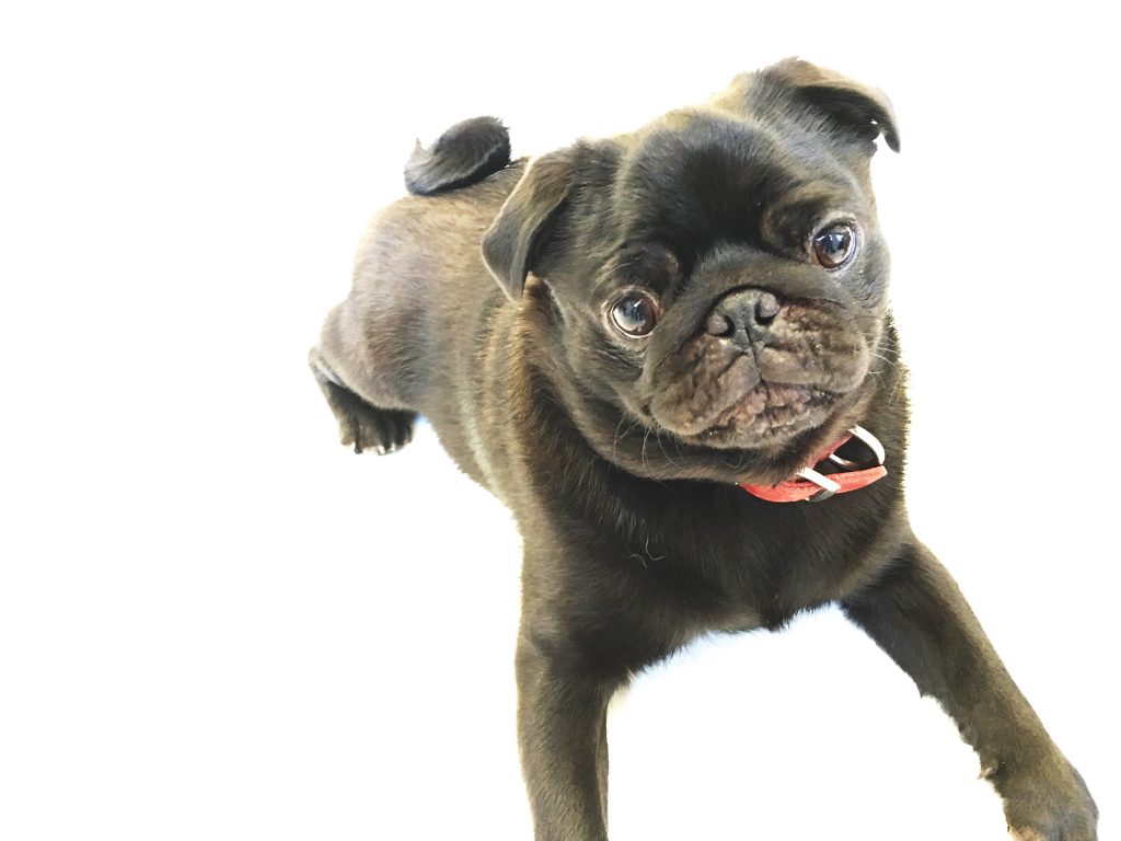 dog training boston urban hound