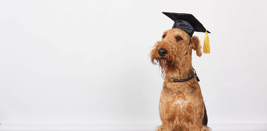dog training obedience boston urban hound