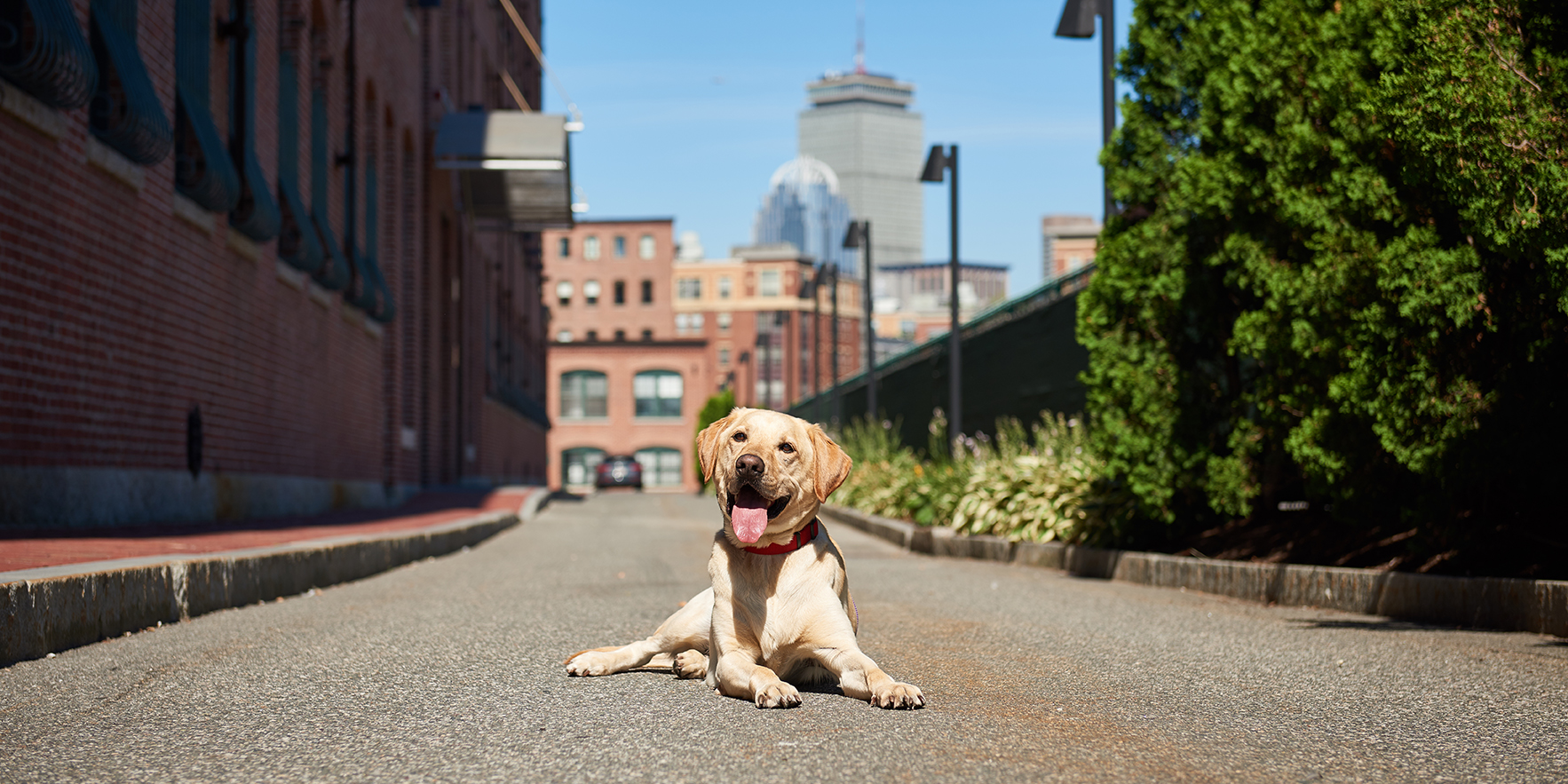 dog walking at urban hound boston