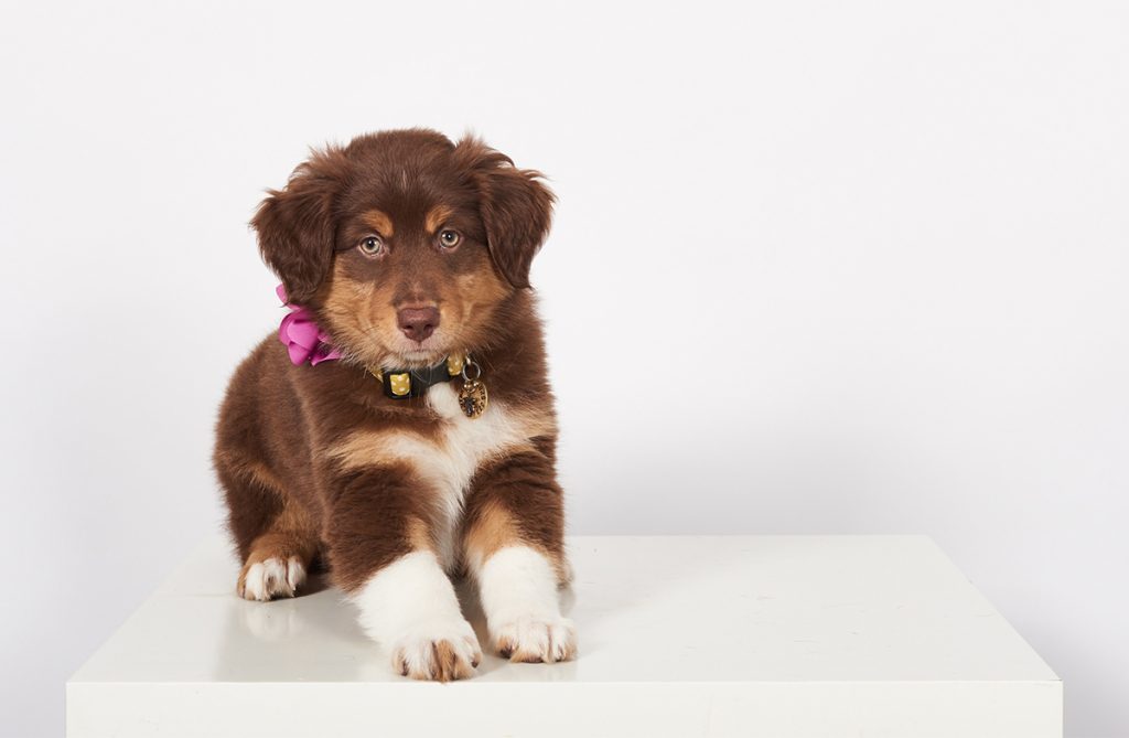 Urban Hound Relaunch