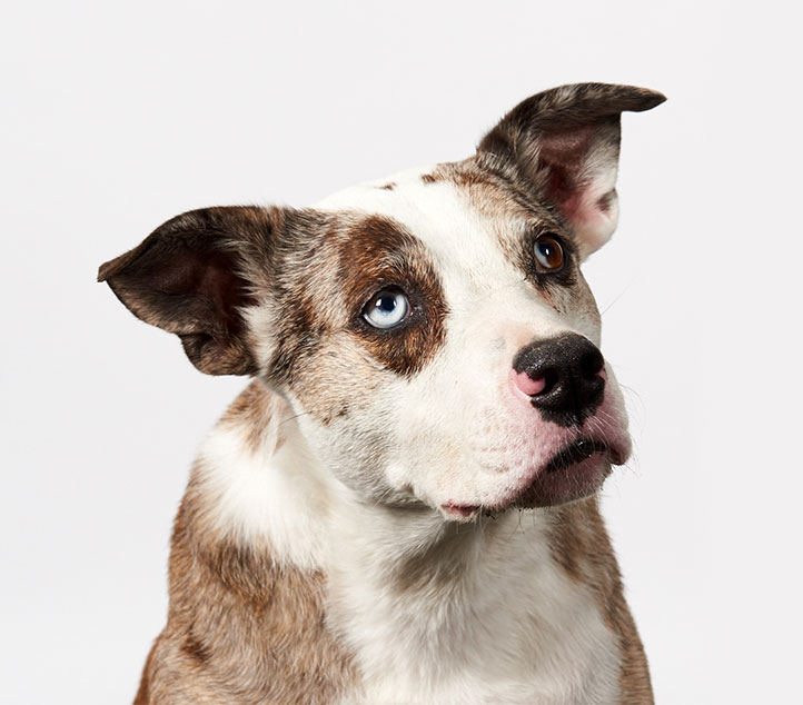doggy daycare boston