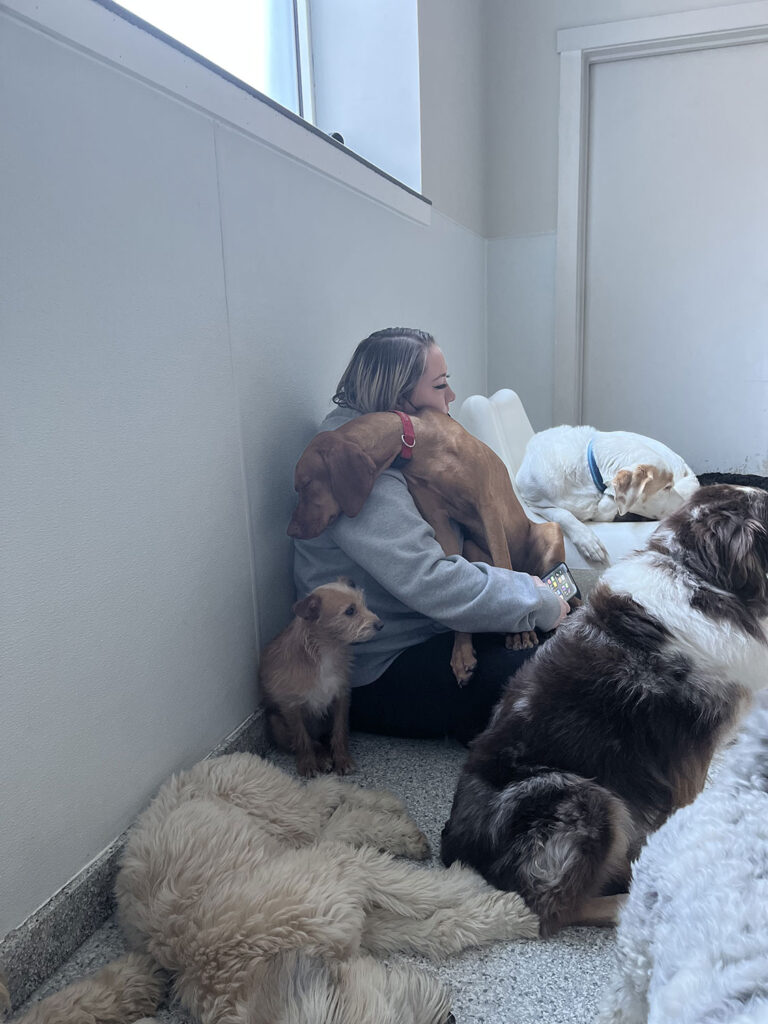boston dog daycare