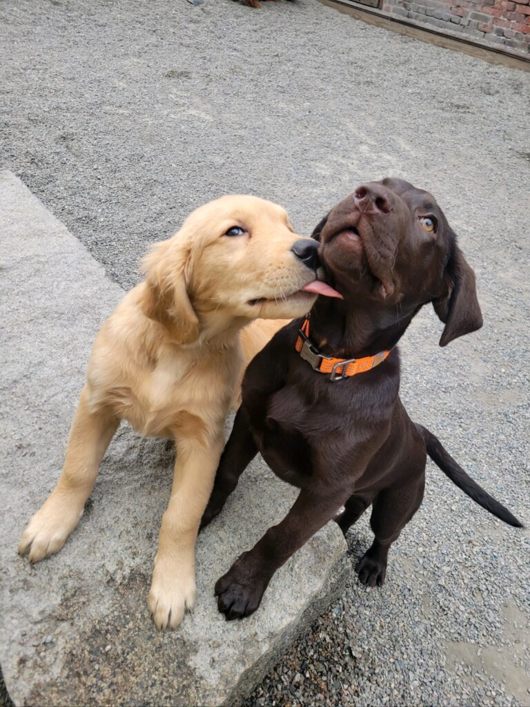 boston dog daycare