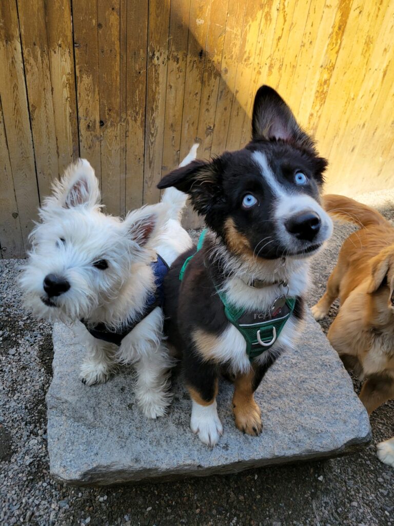 boston dog daycare
