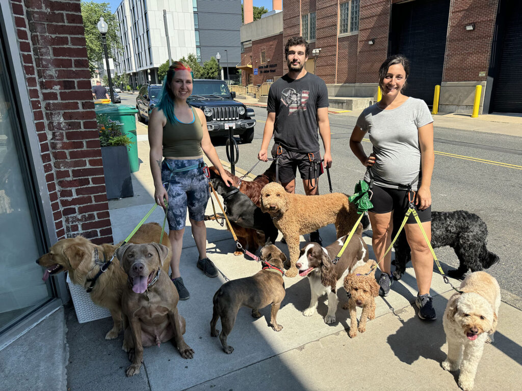 boston dog daycare