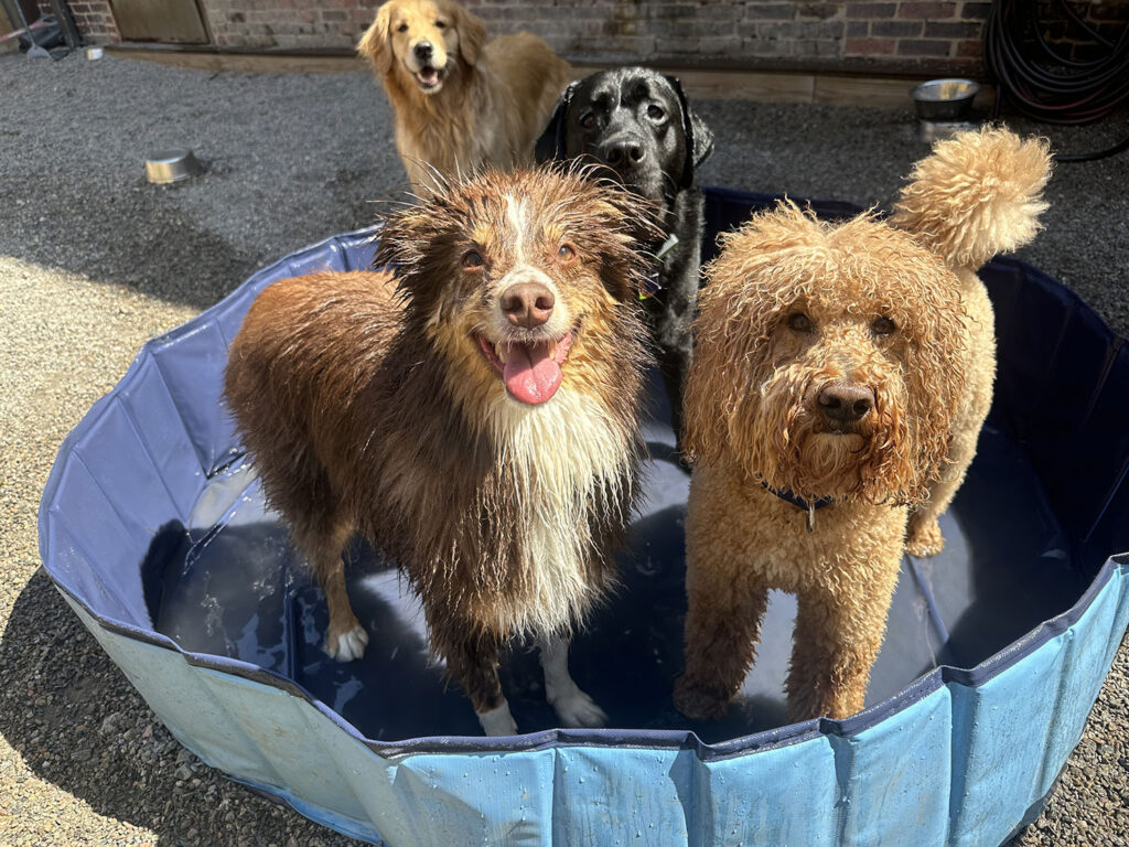 doggy grooming