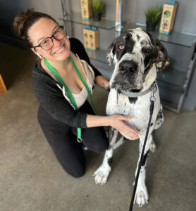doggy day care somerville