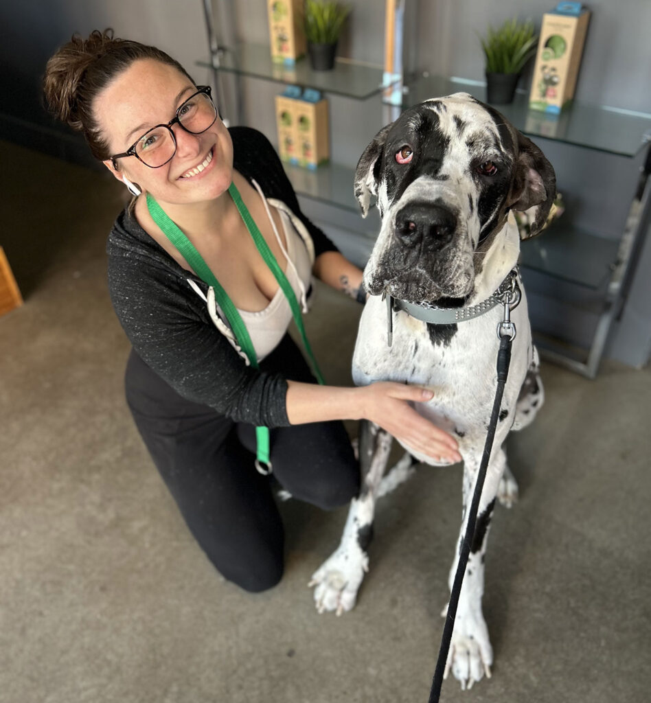 doggy day care somerville