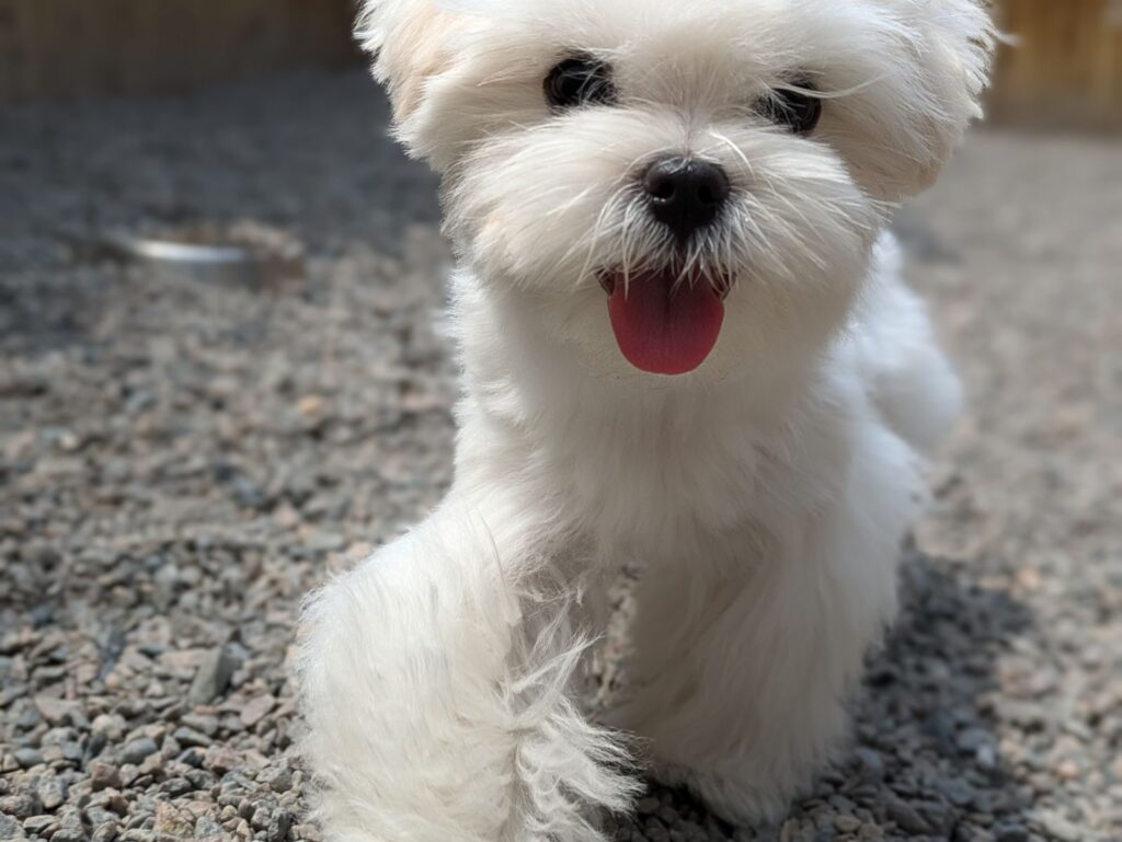 puppy training boston