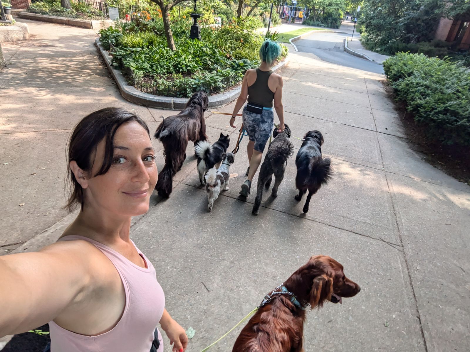 dog day care boston
