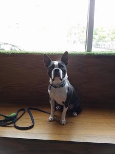 boston dog daycare urban hound